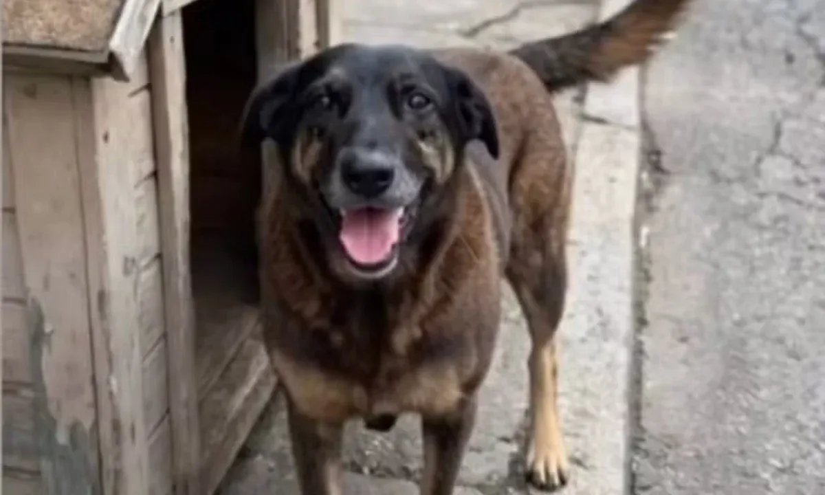 Caso Orelha: polícia pede internação de adolescente e indicia três adultos