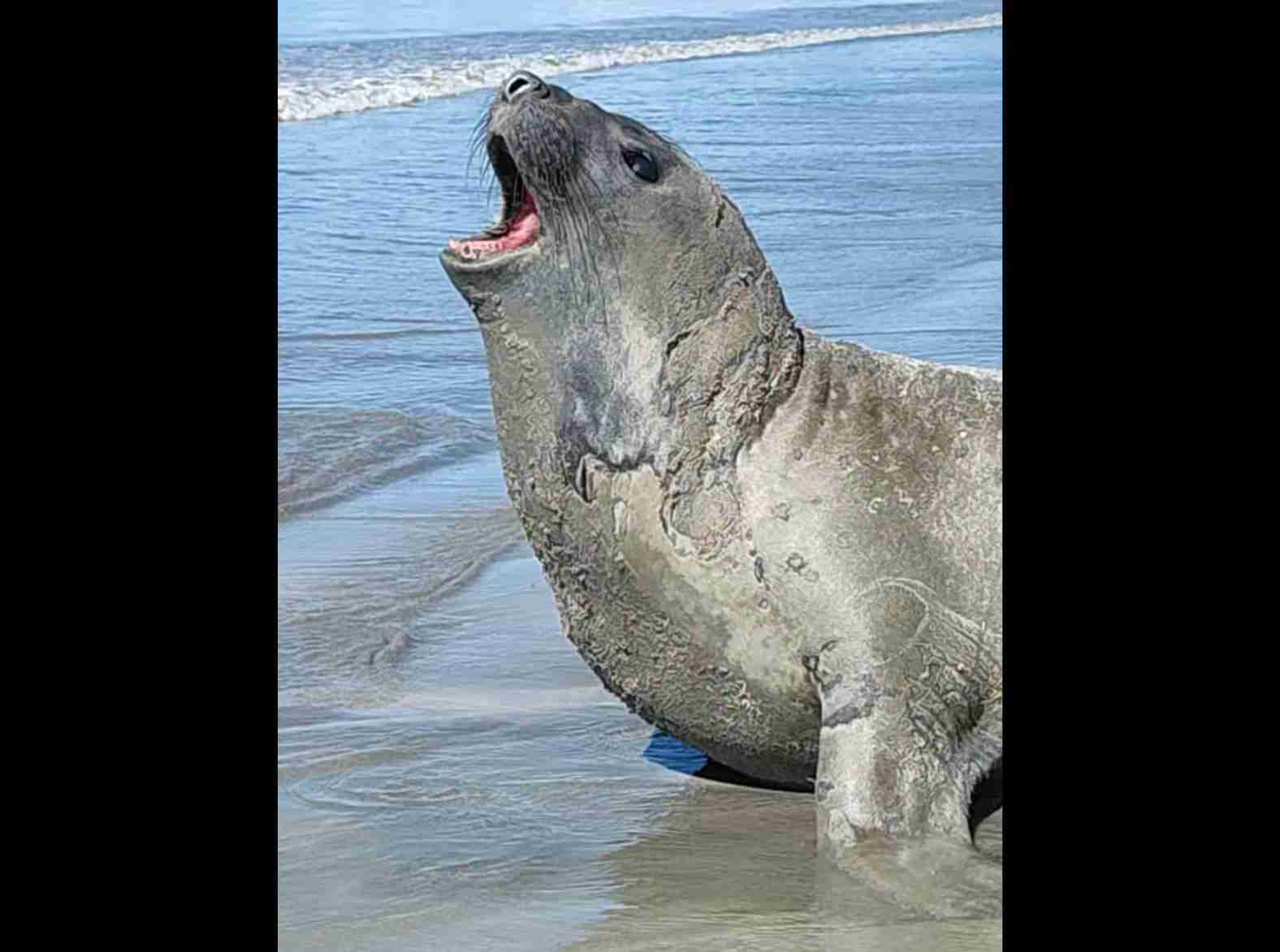 Elefante-marinho é morto a golpes em praia de Alagoas