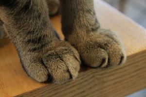 Mulher investigada por matar gatos adotados tem prisão preventiva decretada em MT